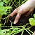 Locally Sourced Organic Worm Castings Omri Certified Worm Casting Vego Garden