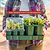 Vego Garden Bottom Watering Tray 1010