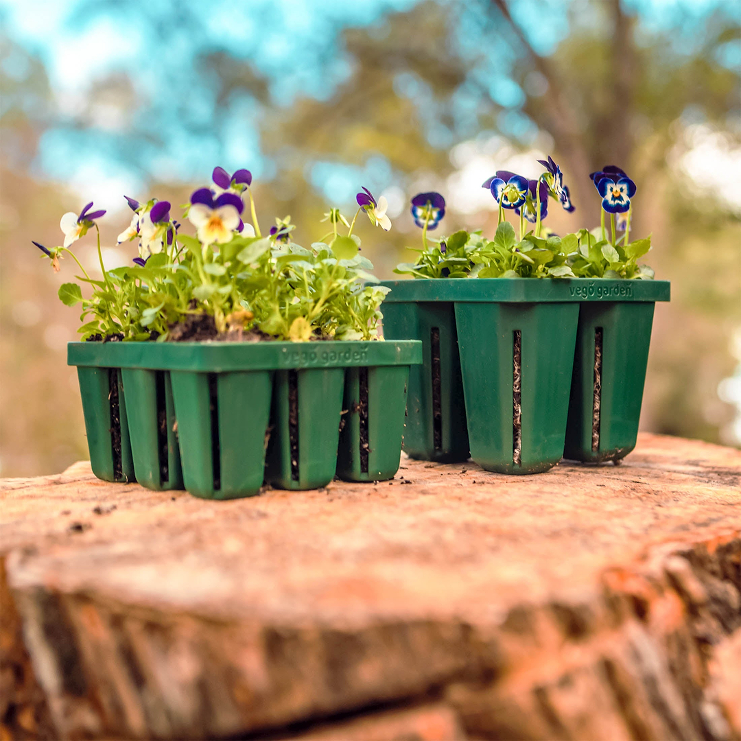 vego garden seed starting Seed Starting Bundle with Lid