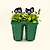 Vego Garden Jumbo Seedling Tray