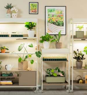 Indoor Gardening, This link will open in a new tab