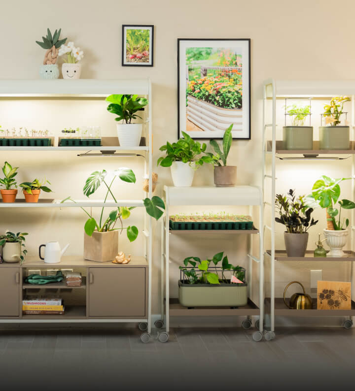 Indoor Gardening