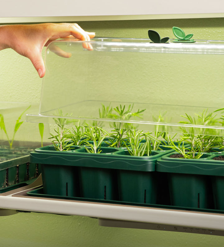 Seed Starting