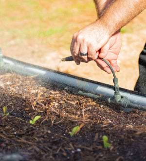 Watering, This link will open in a new tab