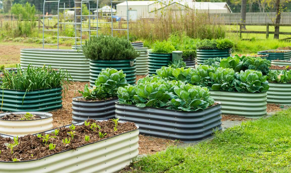 Vego garden beds