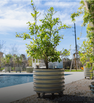 Metal Tree Planters, This link will open in a new tab