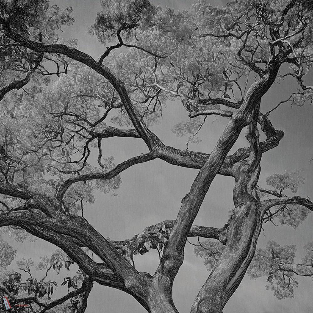 Arborescent Labyrinth behang-behang-LondonArt-3-RAW-S120-M2-Selected Wallpapers &amp; Interiors