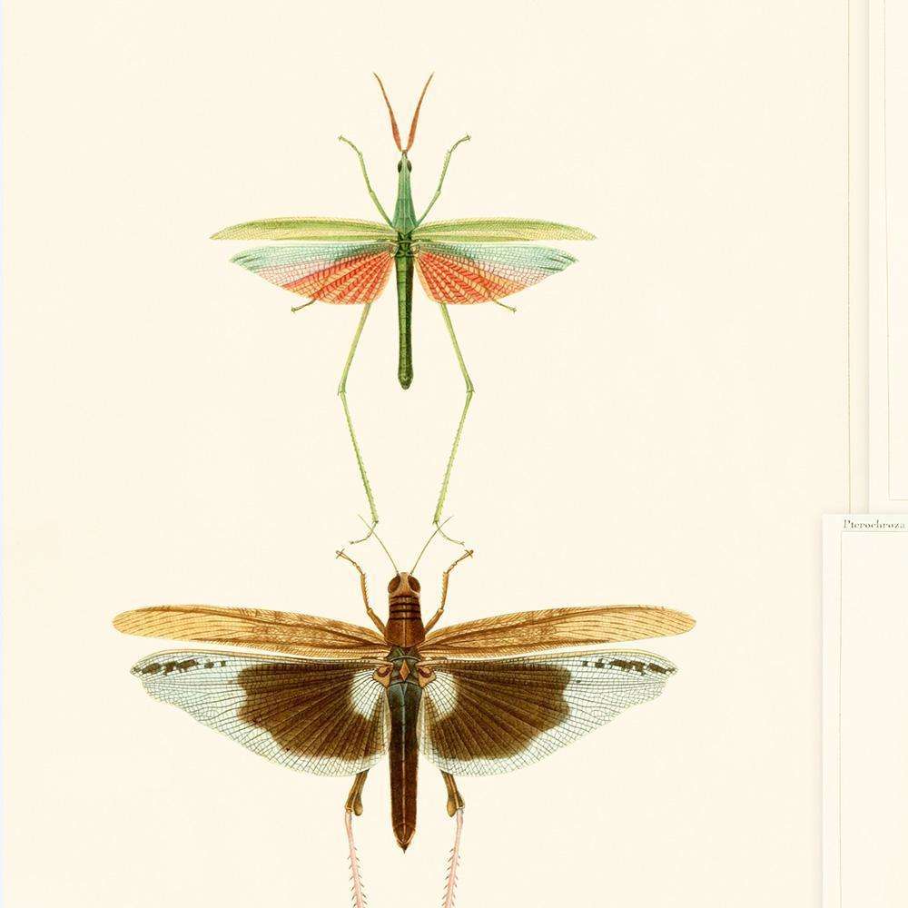 Entomologie-behang-Tapete-Mind the Gap-Bruin/Taupe-300 cm (standaard)-WP20233-Selected Wallpapers