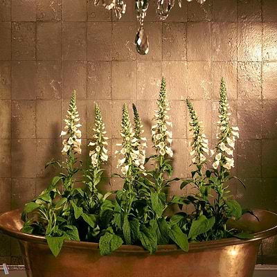 Antique Mirror behang-Cole & Son-Selected Wallpapers &amp; Interiors