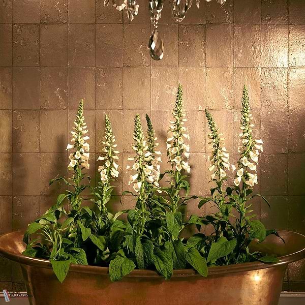 Antique Mirror behang-Cole & Son-Selected Wallpapers & Interiors