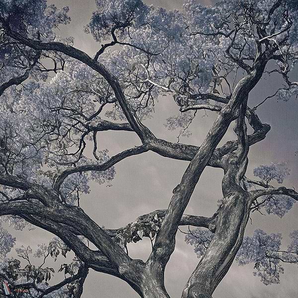 Arborescent Labyrinth behang-behang-LondonArt-1-RAW-S120-M2-Selected Wallpapers & Interiors