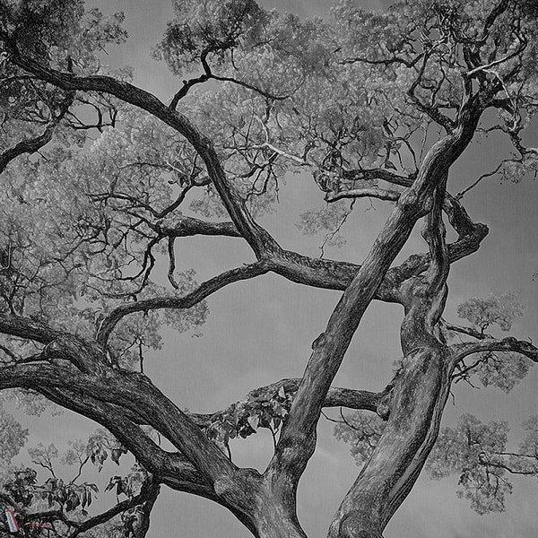 Arborescent Labyrinth behang-behang-LondonArt-3-RAW-S120-M2-Selected Wallpapers & Interiors