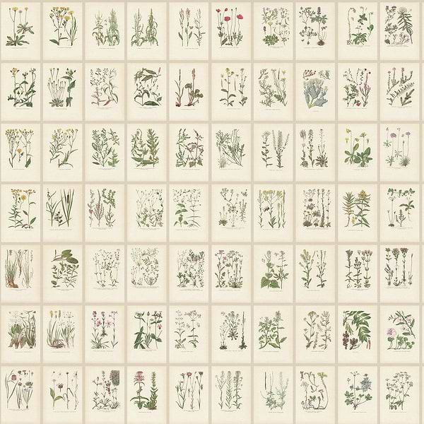 Botanica behang-Sandberg-Oat-Mattic-M2-Selected Wallpapers-Interiors