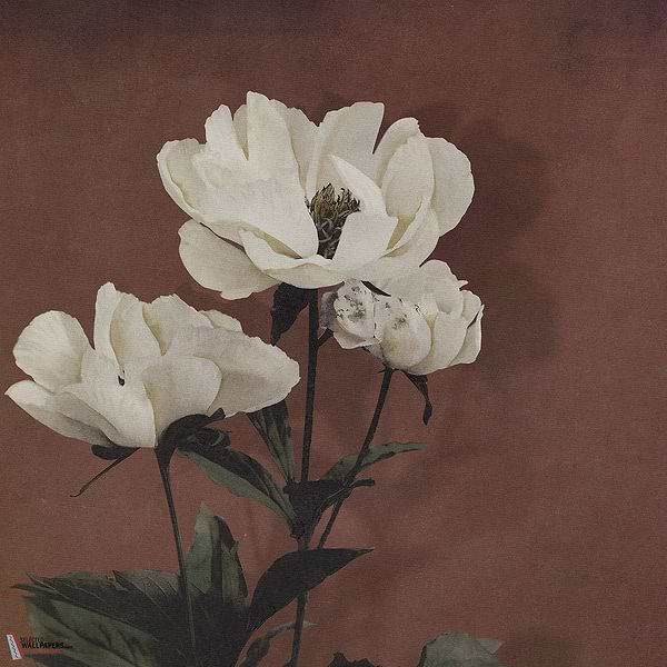 Haerdaceous Paeony behang-Inkiostro Bianco-1-Vinyl 68 cm-M2-Selected Wallpapers-Interiors