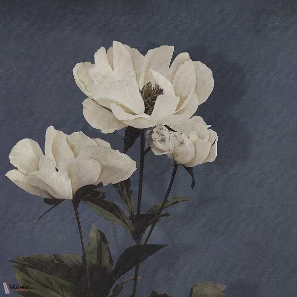 Haerdaceous Paeony behang-Inkiostro Bianco-2-Vinyl 68 cm-M2-Selected Wallpapers-Interiors