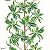 Mangrove tree behang-Thibaut-Green and white-Rol-Selected Wallpapers-Interiors