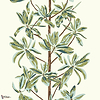 Mangrove tree behang-Thibaut-Sage-Rol-Selected Wallpapers-Interiors
