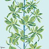 Mangrove tree behang-Thibaut-Turquoise-Rol-Selected Wallpapers-Interiors