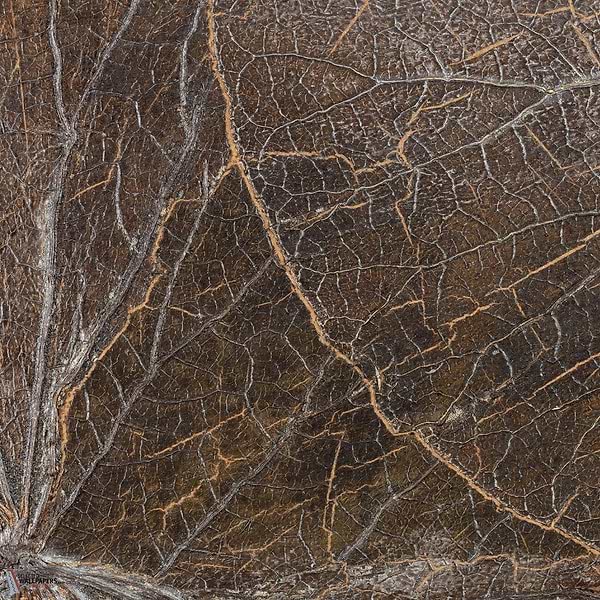 Nenuphar Sauvage behang-CMO Paris-Ecorce-Rol-Selected Wallpapers-Interiors