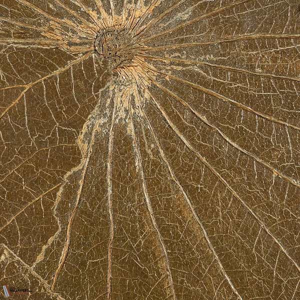 Nenuphar Sauvage behang-CMO Paris-Kaki-Rol-Selected Wallpapers-Interiors