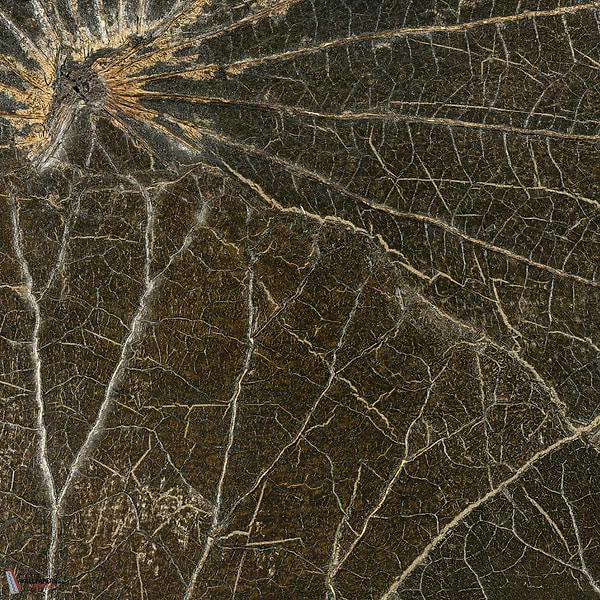 Nenuphar Sauvage behang-CMO Paris-Mousse-Rol-Selected Wallpapers-Interiors