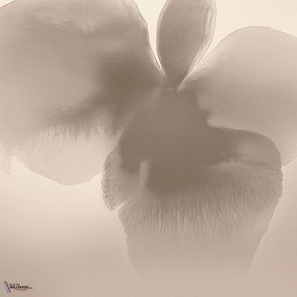 Petal Glow behang-behang-LondonArt-1-RAW-S120-M2-Selected Wallpapers &amp; Interiors