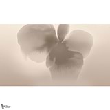 Petal Glow behang-behang-LondonArt-Selected Wallpapers & Interiors