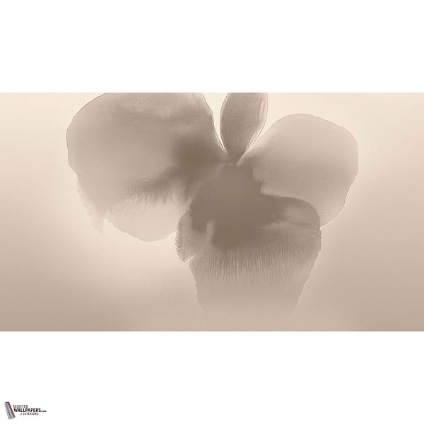 Petal Glow behang-behang-LondonArt-Selected Wallpapers &amp; Interiors