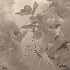 Silken Petals behang-behang-LondonArt-1-RAW-S120-M2-Selected Wallpapers &amp; Interiors