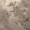 Silken Petals behang-behang-LondonArt-1-RAW-S120-M2-Selected Wallpapers & Interiors