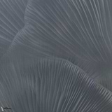 Siren Song behang-Tecnografica-Blue B-Fabric Vinyl-M2-Selected Wallpapers-Interiors