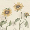 Sunflowers wallpaper-Sandberg-Yellow-Mattic-M2-Selected Wallpapers-Interiors