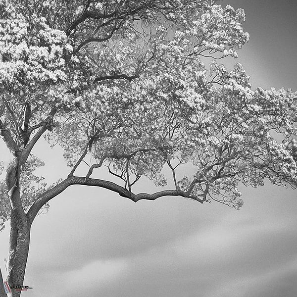 The Silent Witness behang-behang-LondonArt-1-RAW-S120-M2-Selected Wallpapers & Interiors