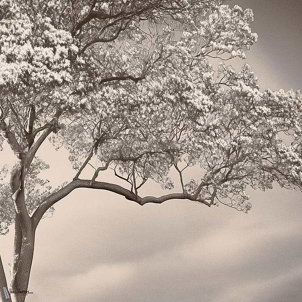 The Silent Witness behang-behang-LondonArt-2-RAW-S120-M2-Selected Wallpapers & Interiors