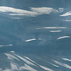 Marine XRay Metallics wallpaper in Silver by Coordonne