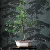 Torrey Pines behang-Thibaut-Selected Wallpapers-Interiors
