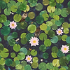 Lily Pads wallpaper