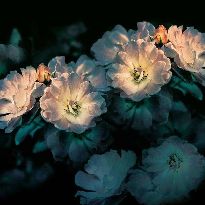 Aroma-behang-Tapete-Inkiostro Bianco-2-Vinyl 68 cm-INKGLXY1902-Selected Wallpapers