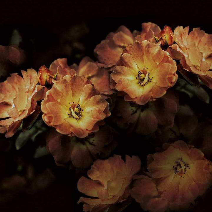 Aroma-behang-Tapete-Inkiostro Bianco-3-Vinyl 68 cm-INKGLXY1903-Selected Wallpapers