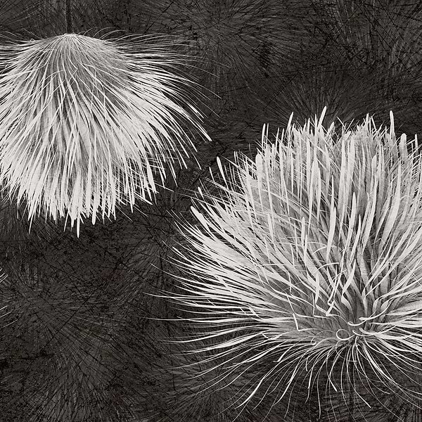 Carduus-Behang-Tapete-Inkiostro Bianco-2-Vinyl 68 cm-INKUDAR2202-Selected Wallpapers