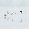 Donana Textile-Wallpaper-Coordonne-Sky-Linnen-A00318-Selected Wallpapers