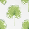 Fan Palm-behang-Tapete-Sanderson-Green-Rol-216636-Selected Wallpapers