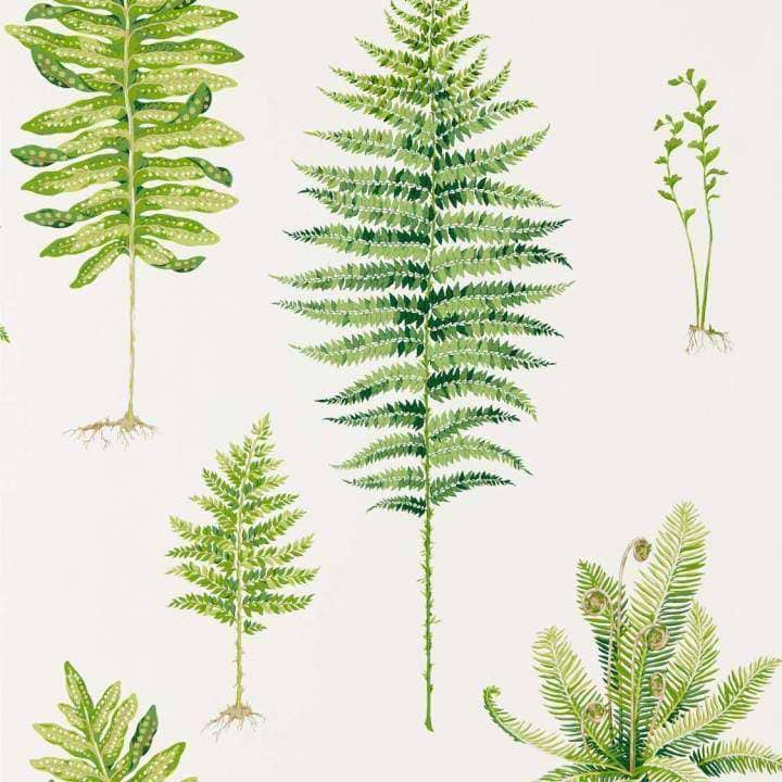 Fernery-behang-Tapete-Sanderson-Green-Rol-216633-Selected Wallpapers