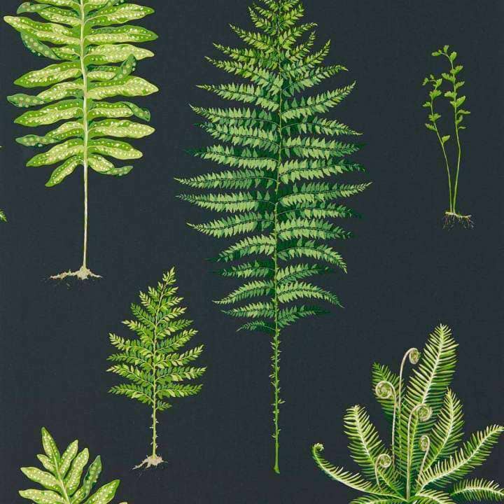 Fernery-behang-Tapete-Sanderson-Green/Charcoal-Rol-216634-Selected Wallpapers