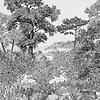 Foret de Bretagne-behang-Tapete-Isidore Leroy-Grissaile-Non Woven-Selected Wallpapers