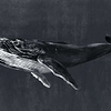 Humpback Whale-Behang-Tapete-Coordonne-Night-Non Woven-9500102-Selected Wallpapers