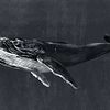 Humpback Whale-Behang-Tapete-Coordonne-Night-Non Woven-9500102-Selected Wallpapers