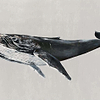 Humpback Whale-Behang-Tapete-Coordonne-Grey-Non Woven-9500103-Selected Wallpapers