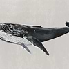 Humpback Whale-Behang-Tapete-Coordonne-Grey-Non Woven-9500103-Selected Wallpapers