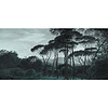 Pine Trees-behang-Tapete-Les Dominotiers-Selected Wallpapers